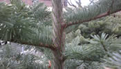 sbaum - Christbaum